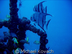 Atlantic Spadefish on the Spiegel Grove out of Key Largo by Michael Kovach 